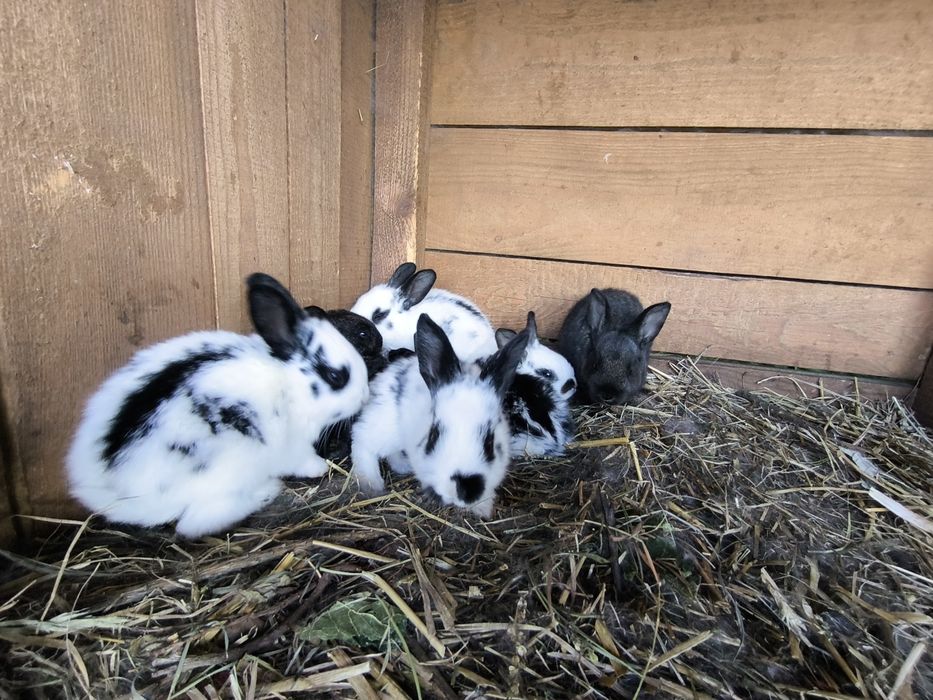 Sprzedam króliki z własnej hodowli
