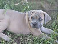 Suczka CANE CORSO po Championach FCI