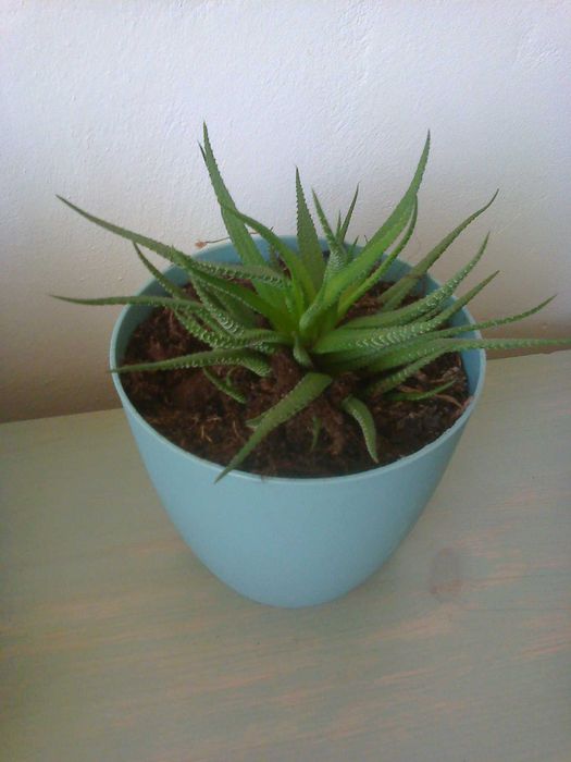 Haworsja pumila, sukulent