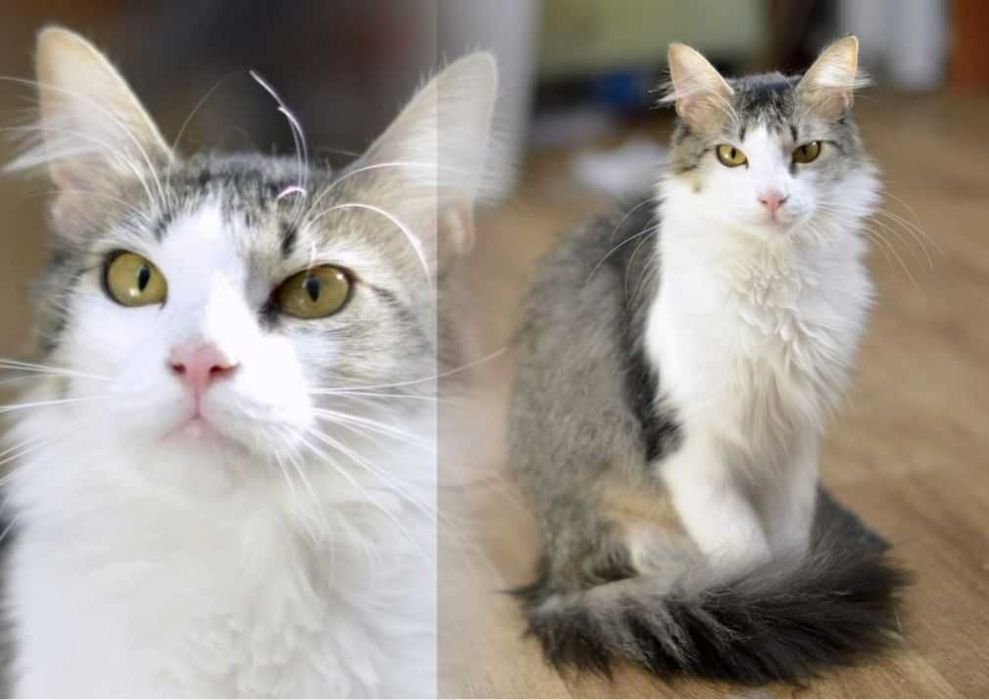 віддам стерільну молоду кішку