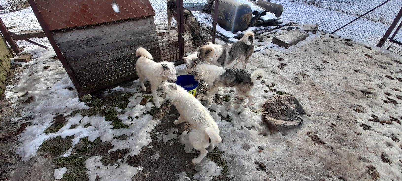 Дорослі щенята Західно Сибірської Лайки