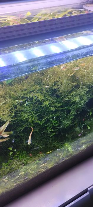 Mech christmas Moss.