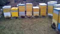 Продам семьи пчёл, после весеннего облёта.
