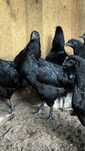 Ayam Cemani - jaja legowe