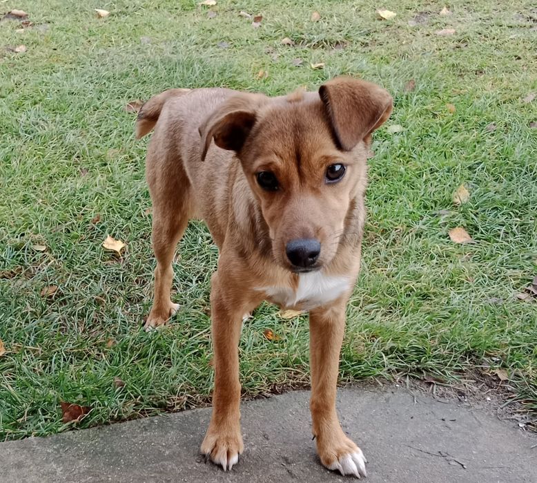 Oddam suczkę pułroczną zaszczepiona