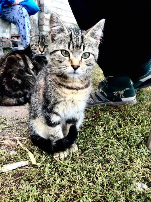 Котенок в подарок