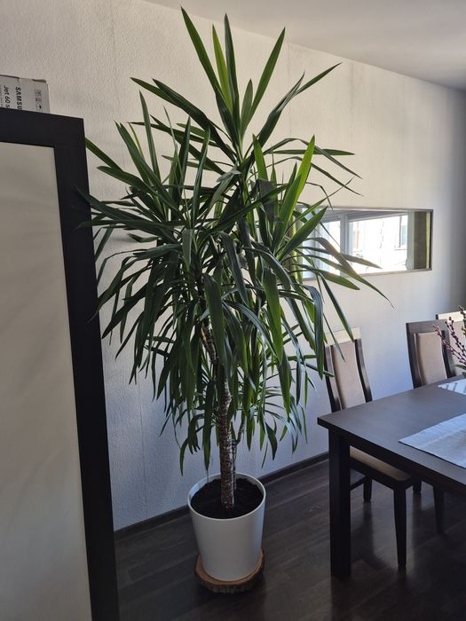 Kwiat juka 240cm