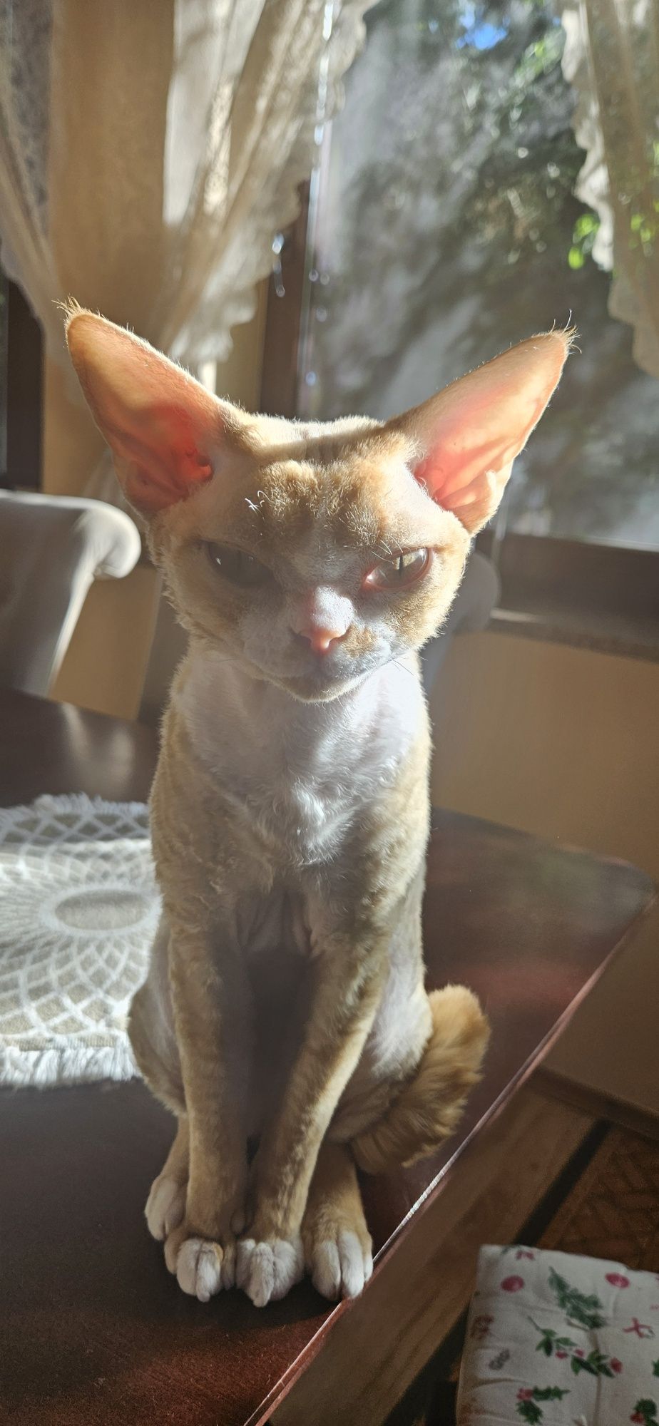 Kocurek Devon Rex