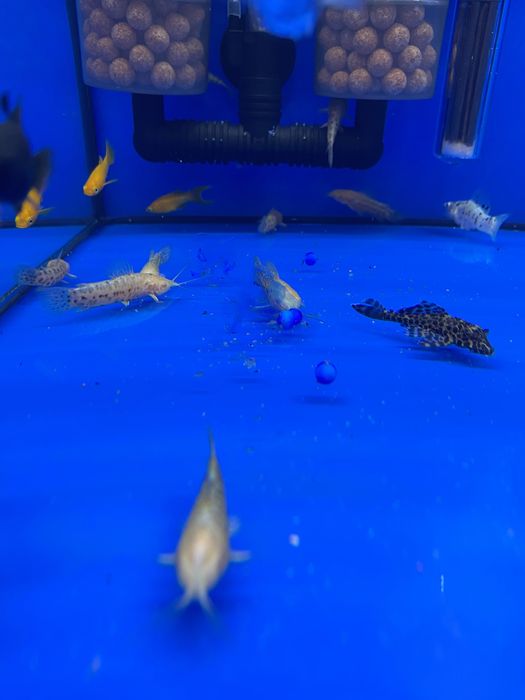 Kiryśnik albino rybka