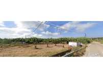 TERRENO RÚSTICO - 1800m2 - Almancil -74.000€