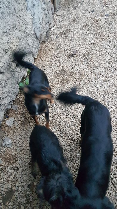 Oddam psy suczki rasy mieszanej