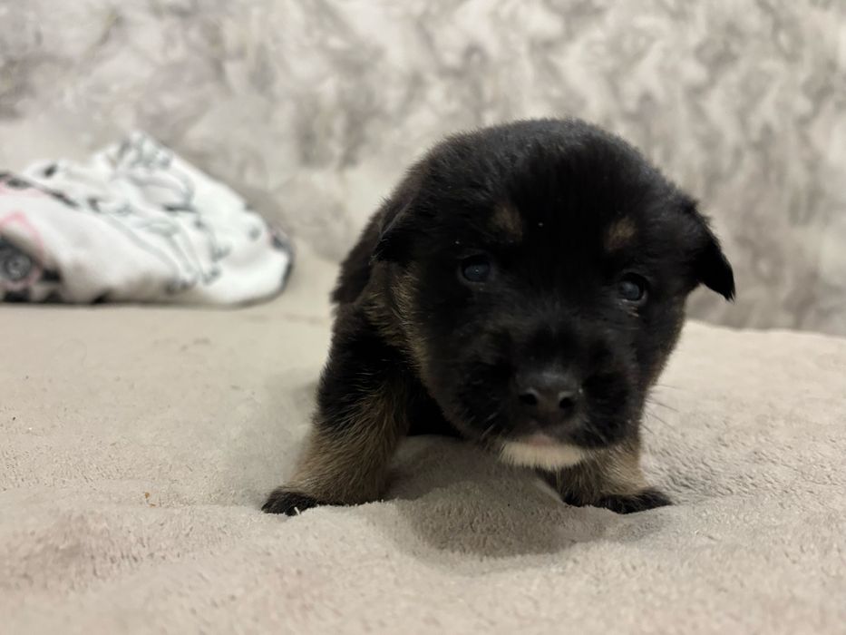 Маленькі хлопчики-цуценята шукають дім!