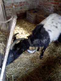 Dwie kozy jedna czarno biała druga brązowo biała