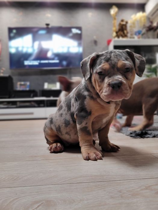 American bully suczka blu merle pocket