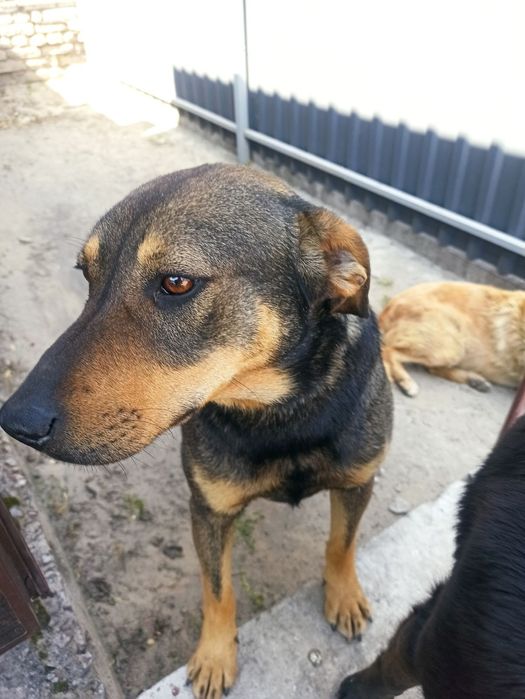 Срочно ищет Дом,Часный сектор.Срочно ищет дом.