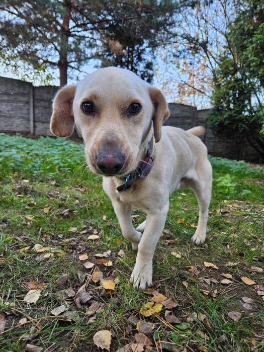 Wafelek prosi o kochający domek