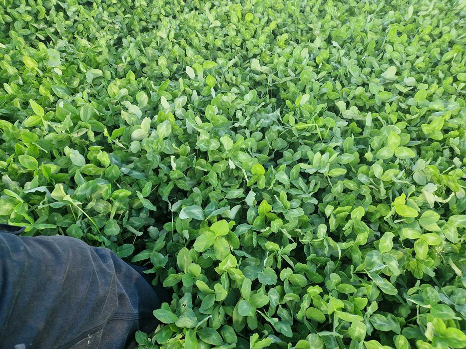 Bele sianokiszonka z traw gruntowych koniczyna lucerna