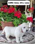 AMBRA z Golden Ulta Cameo FCI pies po Championach
