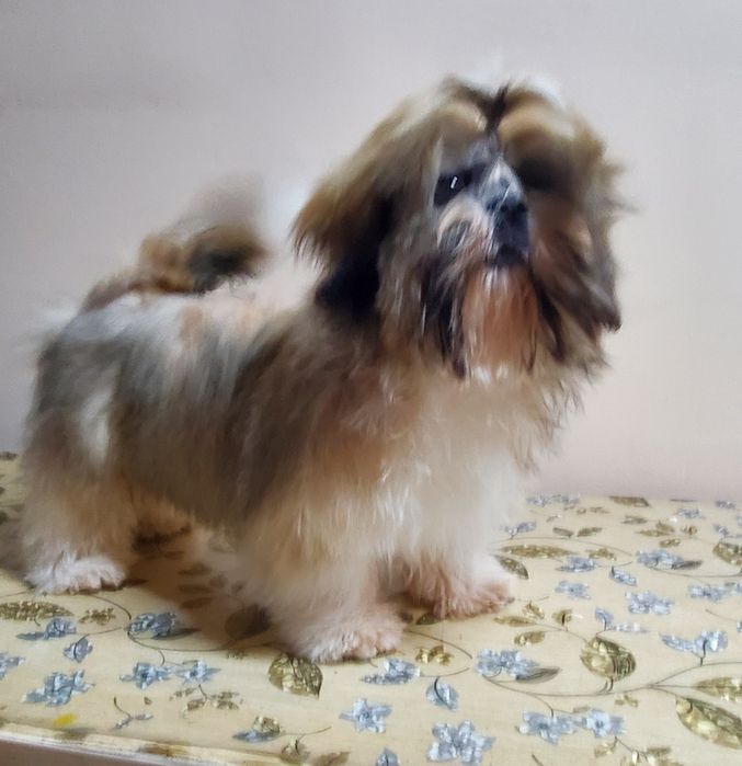 Породный пупсик ши-тцу.