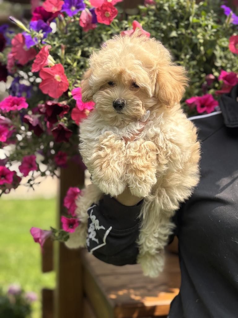 Maltipoo pudel toy szczeniak do odbioru!!