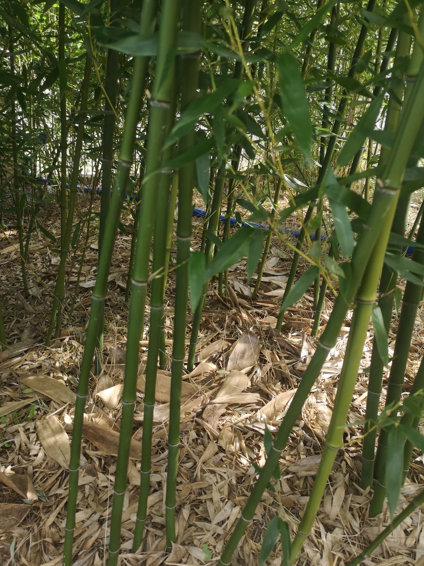 Sadzonki bambusa