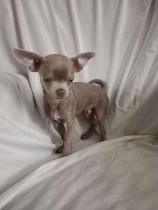 Liliowy chłopczyk chihuahua gotowy na zmianę domku