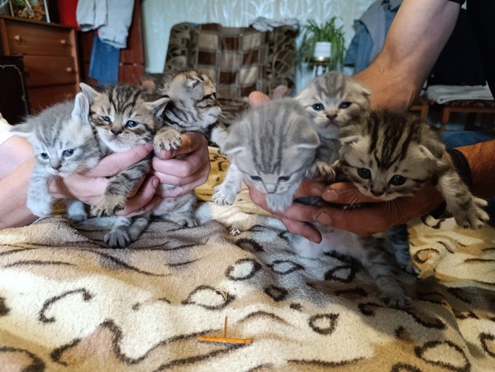 Шотландськие котята