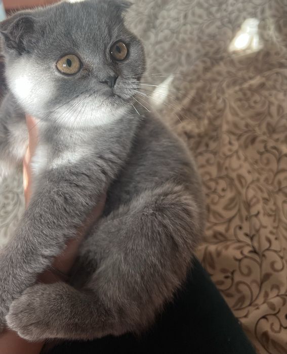 Продаю восливуху кицю