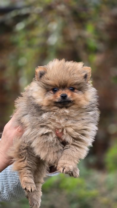 Pomeranian uroczy piesek