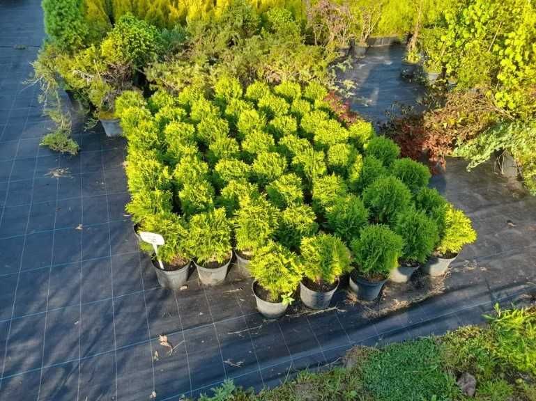 Туя західна Даніка