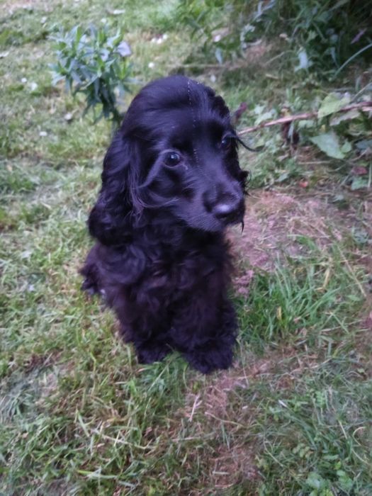 Продам Англійського Кокер Спаніеля