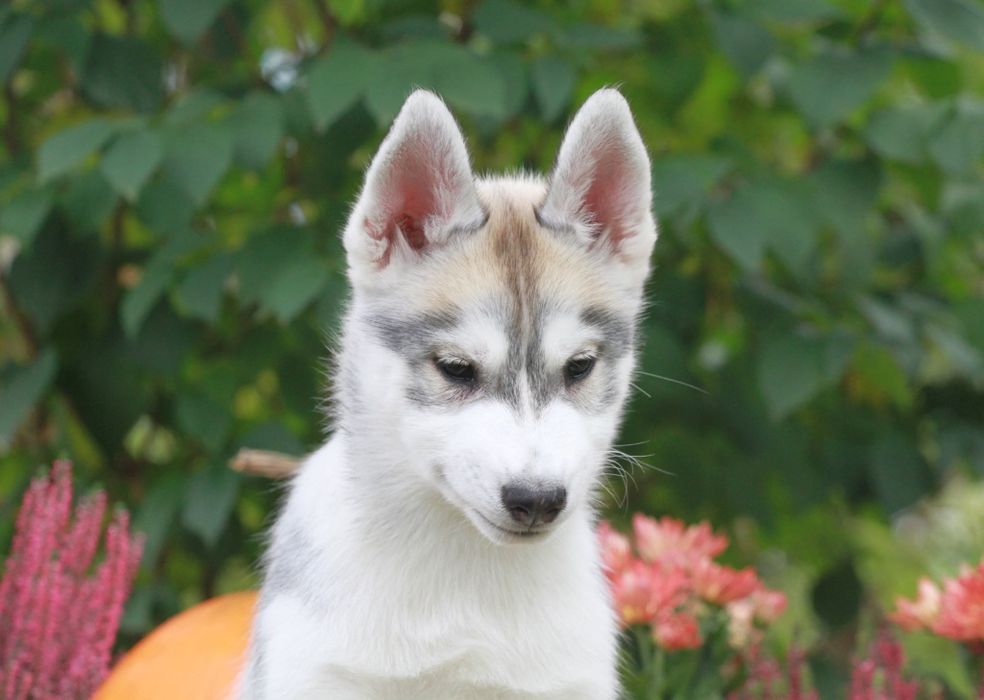 Siberian Husky ZKwP