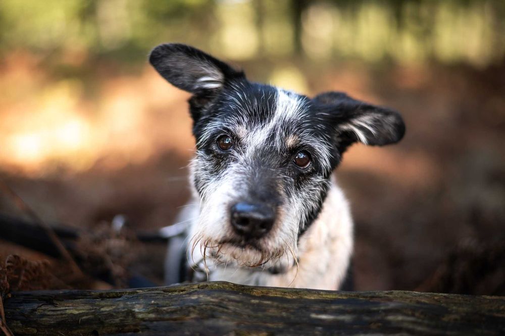 Eldo - delikatny, nieśmiały, mały psiak do adopcji