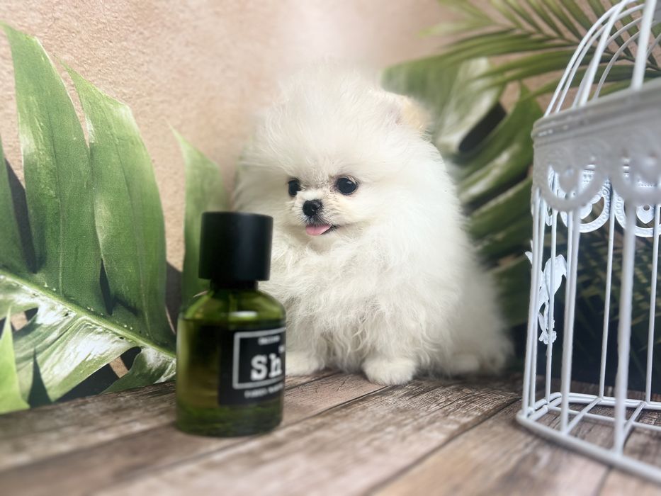 Супер мини мальчик Померанчики