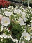 Snowdrift 15szt, mini white 5szt, koleus 2 z białym, kocanka 2,