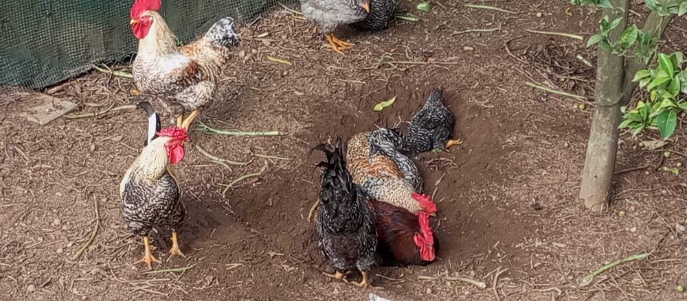 GALOS, GALINHAS, PATOS E COELHOS