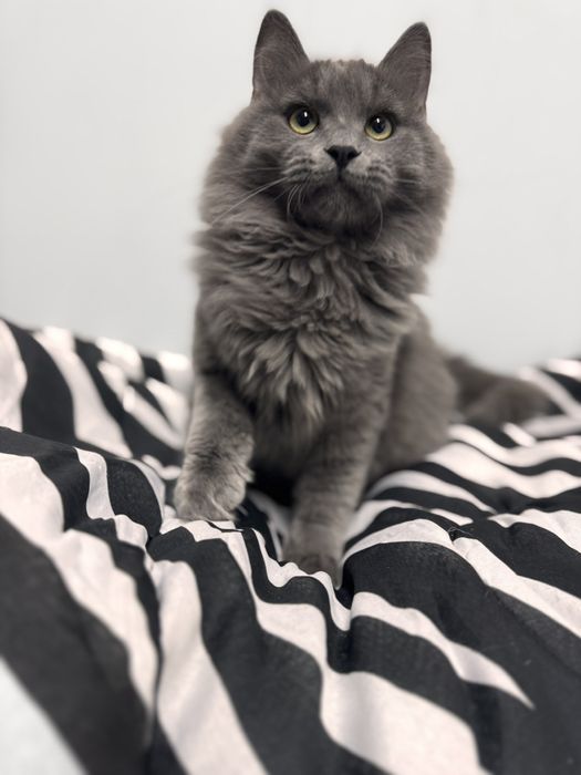 Грей серьезний хлопець шукає сім'ю