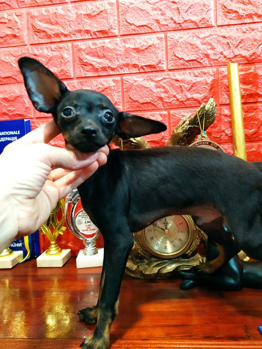 Золотой парень хочет в Вашу семью! Док.КСУ,чип,полностью привит