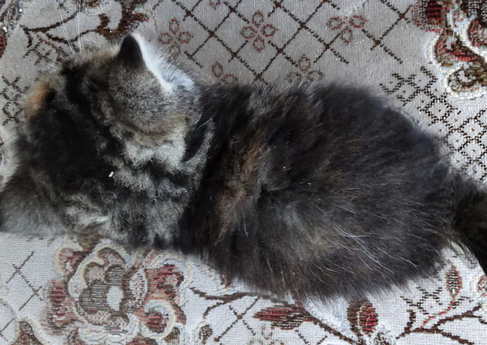 Kot, Kotka szkocka złoto czkoladowa tabby