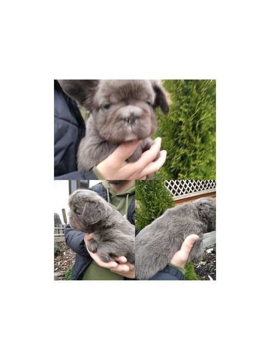 Пушистый комочек Флаффи