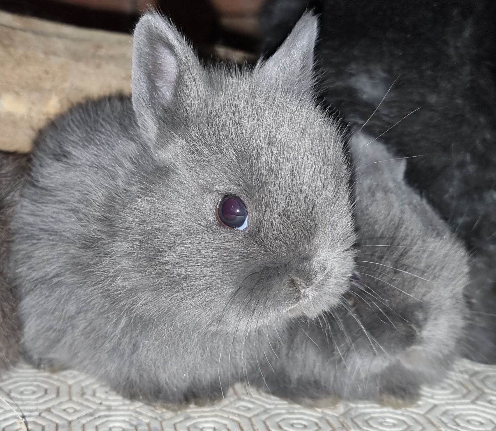 Coelhos anoes mini holandês, mini lop, mini lion vacinados