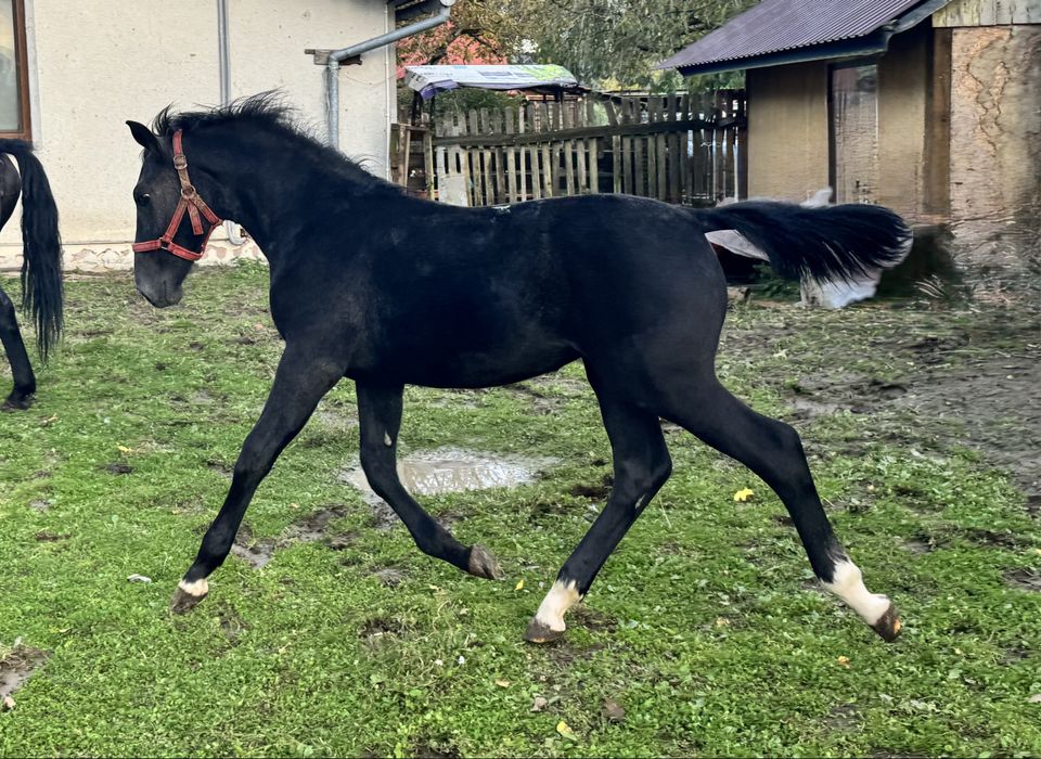 Klacz śląska po og. Drab, 5 lat
