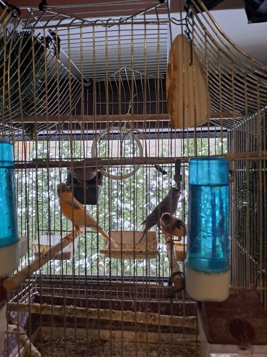 Kanarki na sprzedaż