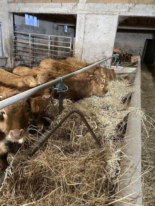 Vitelos cx de Limousines