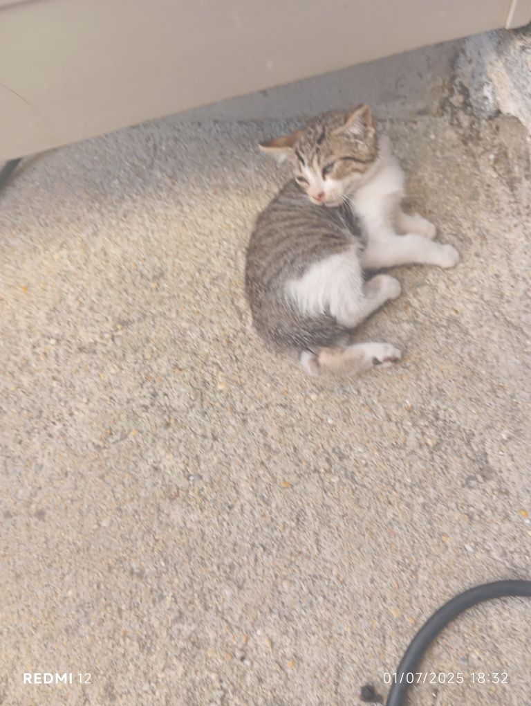 Gatinhos para dar