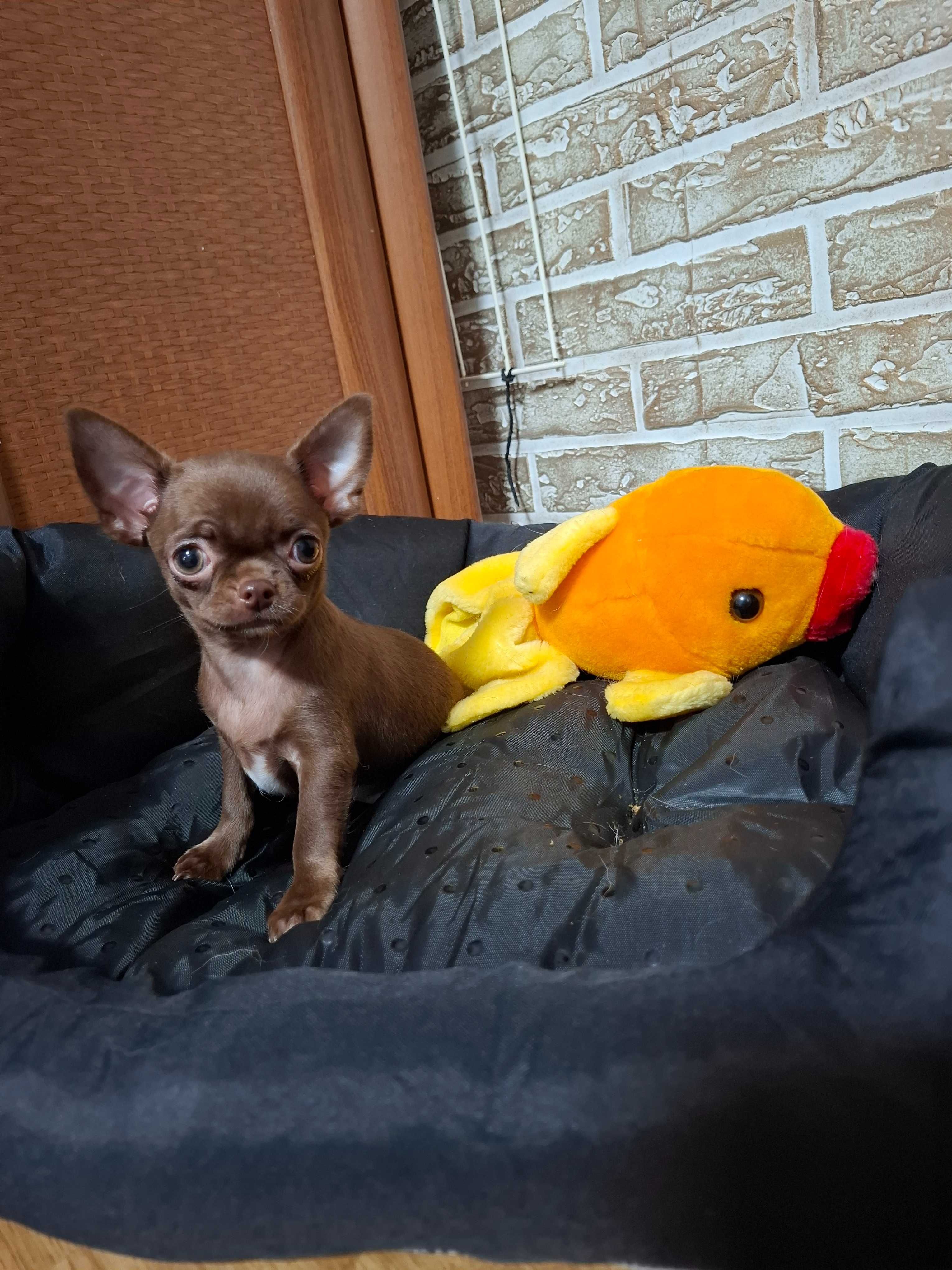 Mini czekoladowa suczka chihuahua Tiffany.