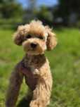 Maltipoo f1 suczka gotowa do odbioru badania pudel toy maltańczyk
