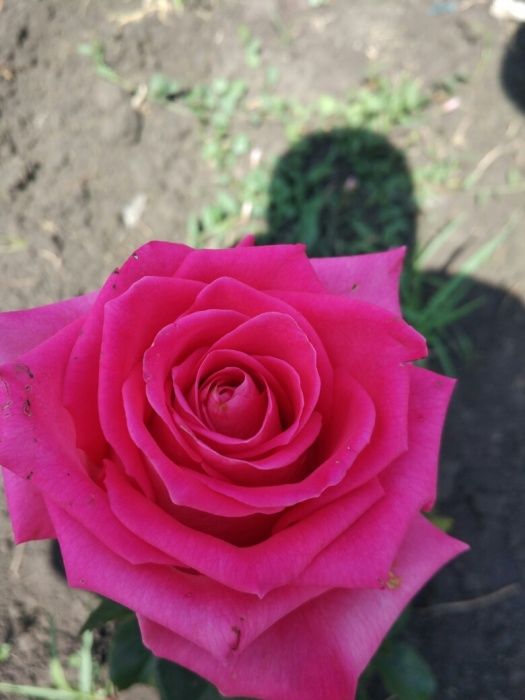 Продаю саженцы роз, кусты роз чаиногибридные ,спрей ,вьющиися