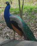 Pavão Macho Azul