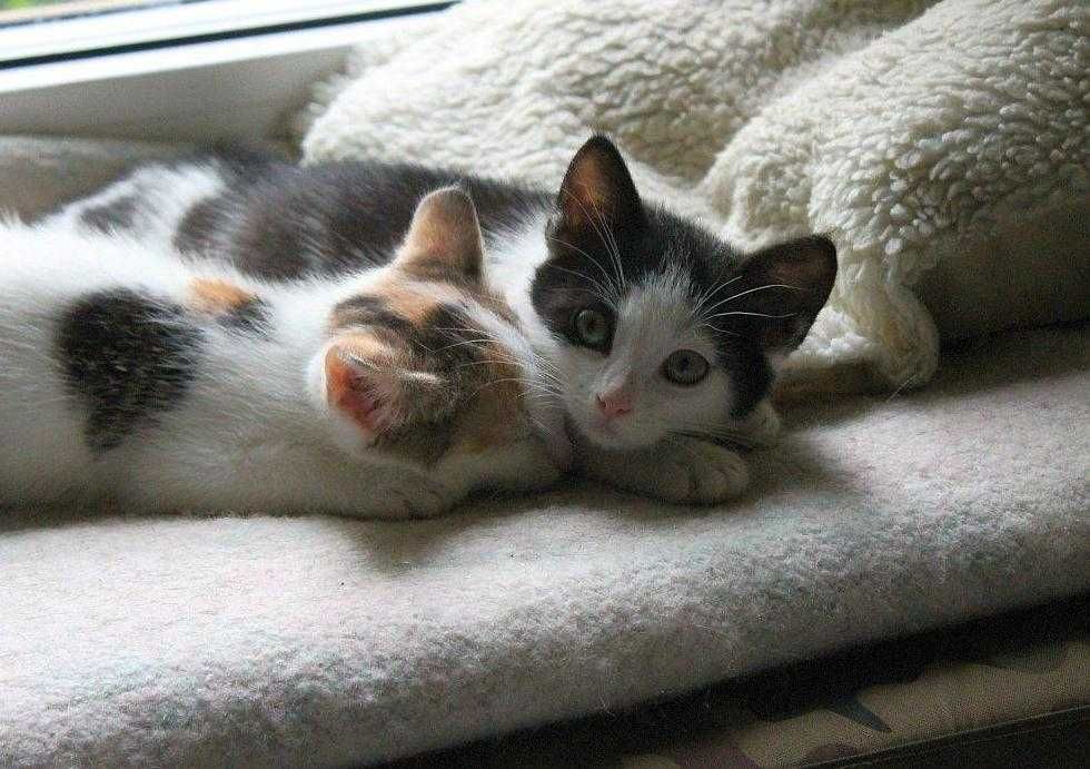 Malutka, niezwykle ujmująca Leosia do adopcji